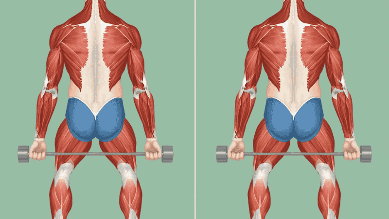A comparative illustration of dumbbell squats versus barbell squats: demonstrating how front-loaded dumbbells help beginners correct rounded-back issues, thereby maintaining a safer and more upright spinal posture.